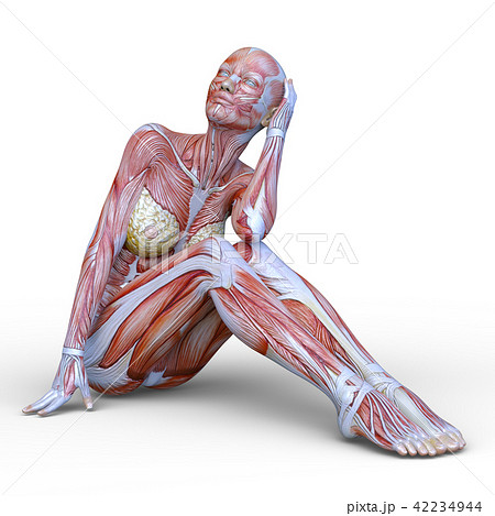 Female human body anatomy stock illustration. Illustration of chemical -  55160321