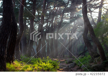 レース 陵 光おろし 42235072