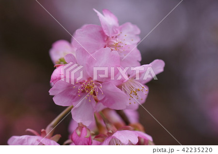 河津桜 花言葉は あなたに微笑む の写真素材