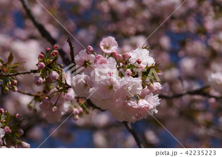 里桜 一葉 花言葉は「優れた美人」 里桜 一葉 花言葉は「優れた美人」 42235223