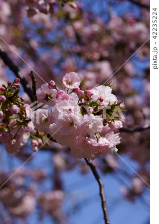 里桜 一葉 花言葉は「優れた美人」 里桜 一葉 花言葉は「優れた美人」 42235224