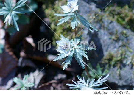 節分草 セツブンソウ 花言葉は「デリケート」 節分草 セツブンソウ 花言葉は「デリケート」 42235229