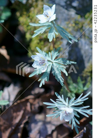節分草　セツブンソウ　花言葉は「デリケート」 42235231