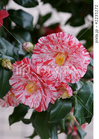 椿　蝦夷錦 エゾニシキ　花言葉は「気取らない優美さ」 42235272