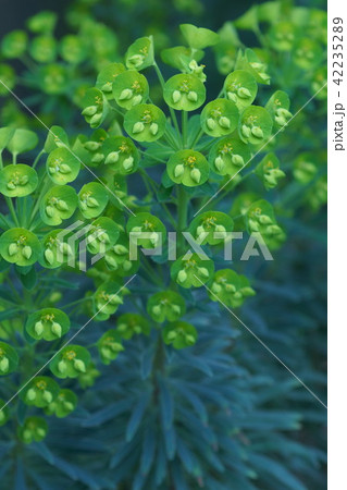 ユーフォルビア カラキアス ウルフェニー 花言葉は「誠意」 ユーフォルビア カラキアス ウルフェニー 花言葉は「誠意」 42235289