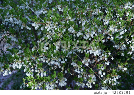 灯台躑躅ドウダンツツジ 花言葉は「控えめな幸福」 灯台躑躅ドウダンツツジ 花言葉は「控えめな幸福」 42235291