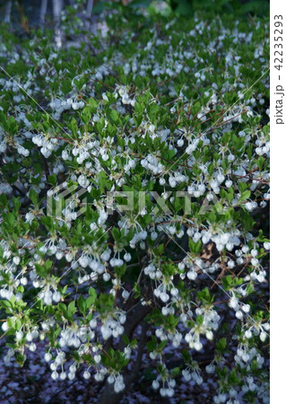 灯台躑躅ドウダンツツジ 花言葉は「控えめな幸福」 灯台躑躅ドウダンツツジ 花言葉は「控えめな幸福」 42235293