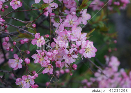 庭梅 花言葉は 「願望」 庭梅 花言葉は 「願望」 42235298