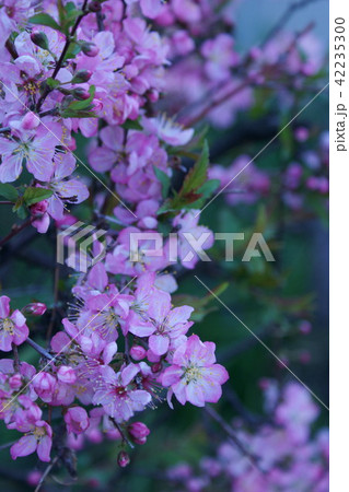 庭梅　花言葉は 「願望」 42235300