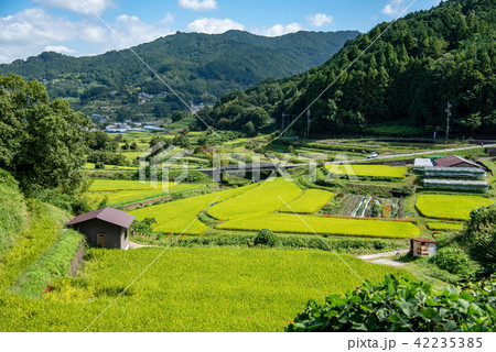 奈良県 明日香 初秋の里山 彼岸花と田んぼ 奈良県 明日香 初秋の里山 彼岸花と田んぼ 42235385