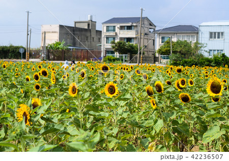 屋外 野外 アウトドア 42236507