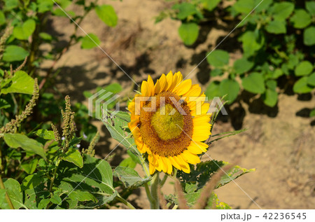 屋外 野外 アウトドア 42236545