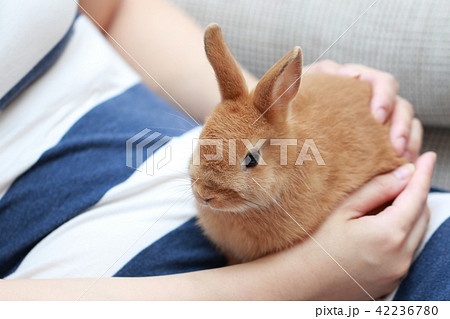 うさぎ ウサギ ペット 兎 生物 動物 ネザーランドドワーフ コピースペース 年賀状素材 新年 の写真素材