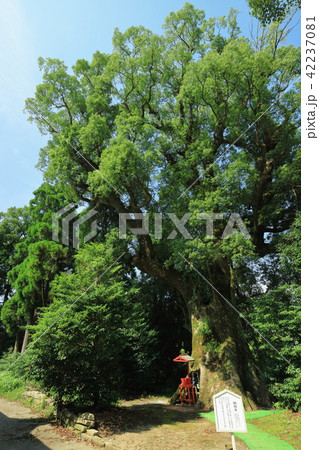 大汝牟遅神社 南薩一の大楠 大汝牟遅神社 南薩一の大楠 42237081