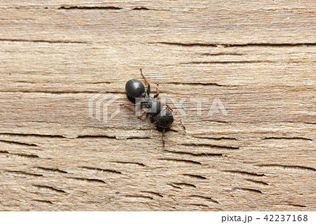 Cataulacus granulatus 42237168