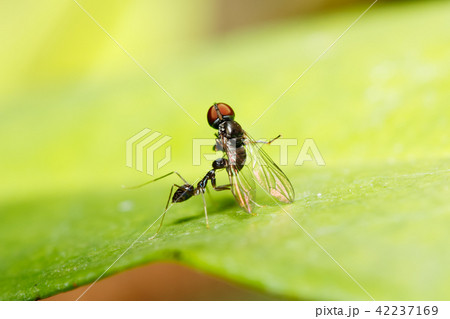 Longhorn crazy ant with fly 42237169