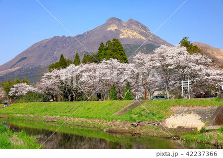 春の湯布院　大分川沿い　桜並木と由布岳 42237366
