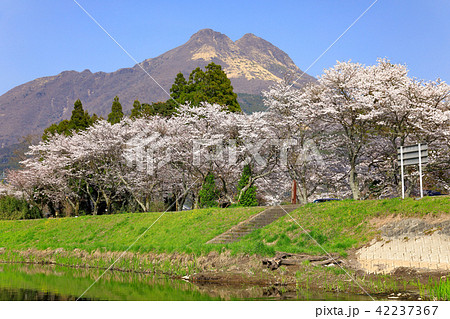 春の湯布院 大分川沿い 桜並木と由布岳 春の湯布院 大分川沿い 桜並木と由布岳 42237367