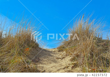 Marram grass on sandy floor, Hamburg, Germany Marram grass on sandy floor, Hamburg, Germany 42237372