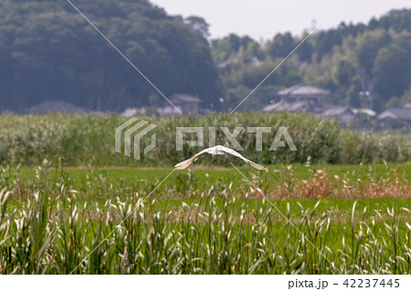 千葉県佐倉市の田園風景と白鷺 千葉県佐倉市の田園風景と白鷺 42237445