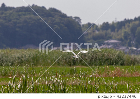 千葉県佐倉市の田園風景と白鷺 42237446