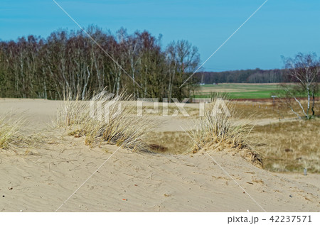 Sandy dunes and a forest in background Sandy dunes and a forest in background 42237571