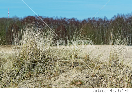 Marram grass on sandy dune in nature reserve Marram grass on sandy dune in nature reserve 42237576