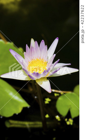 植物園 植物公園 自然 42237622
