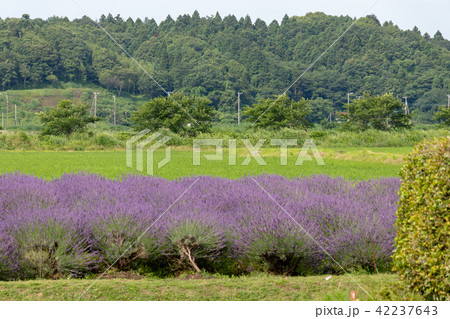 佐倉ラベンダーランド 千葉県佐倉市 佐倉ラベンダーランド 千葉県佐倉市 42237643