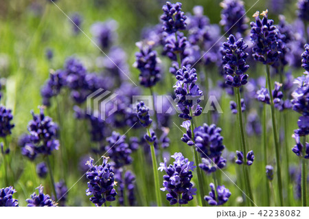 ラベンダー アップ ラベンダー アップ 42238082