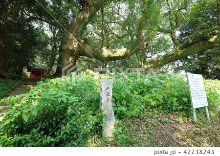 千本楠 千本楠 42238243