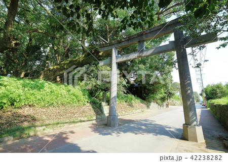 鳥居と千本楠 42238282