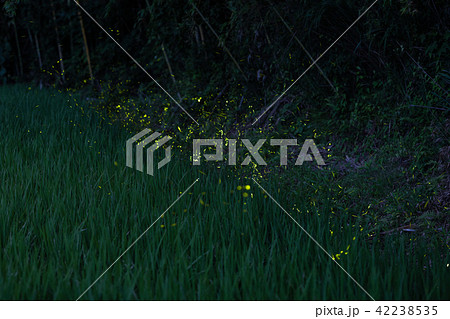 【自然】ヘイケボタルの乱舞【夏】 42238535
