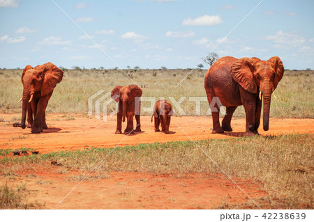 Family of four african bush elephants Family of four african bush elephants 42238639