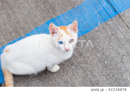 オッドアイの子猫　見上げる 42238876