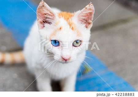 オッドアイの子猫 正面 カメラ目線の写真素材 4223