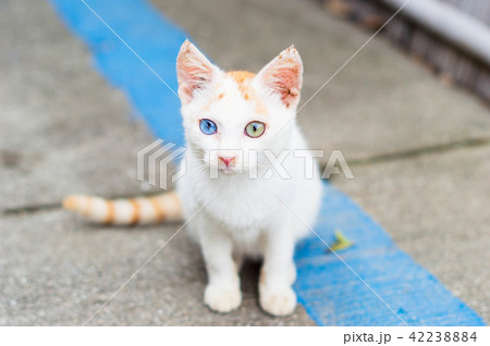 オッドアイの子猫 正面 目線の写真素材 [42238884] - PIXTA