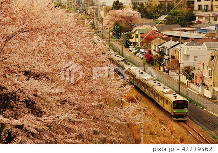 桜の横を走る横浜線快速列車(205系) 桜の横を走る横浜線快速列車(205系) 42239562