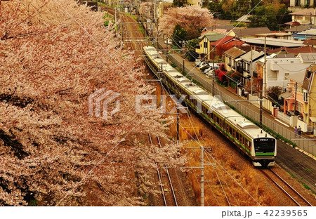桜の横を走る横浜線快速列車（E233系） 42239565