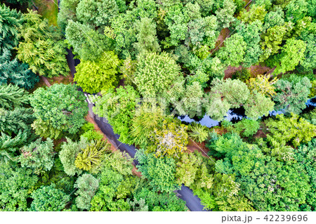 Aerial view of trees and a road in the Vosges Mountains, France Aerial view of trees and a road in the Vosges Mountains, France 42239696