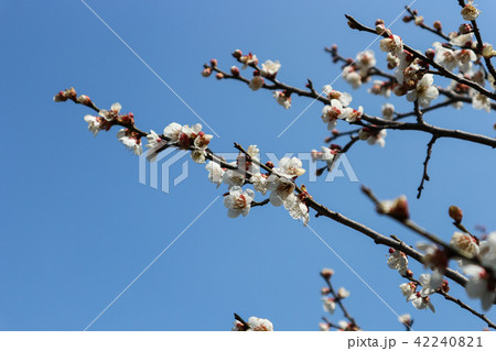 うめ 春告草 ソシンロウバイ 42240821