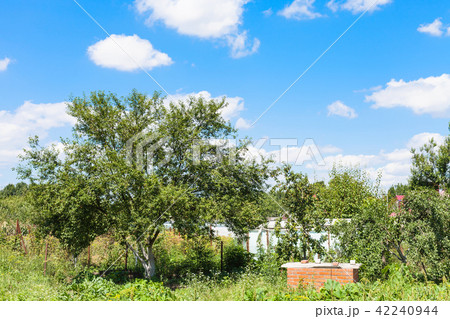 cherry trees in green garden under blue sky cherry trees in green garden under blue sky 42240944