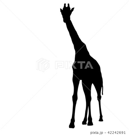 Silhouette of a high African giraffe on a white 42242691