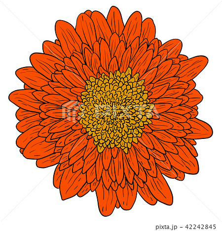 Peony flower color sketch raster illustration Stock Illustration by  ©AlexanderPokusay #571529080