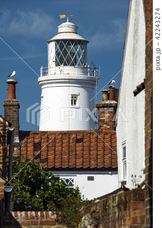 Southwold lighthouse and seabirds at English seasi 42243274