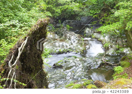 雨に打たれた滑沢渓谷、静岡県伊豆市にて 雨に打たれた滑沢渓谷、静岡県伊豆市にて 42243389
