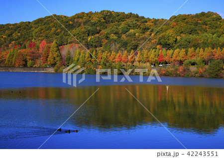 東広島市 鏡山公園の紅葉 東広島市 鏡山公園の紅葉 42243551