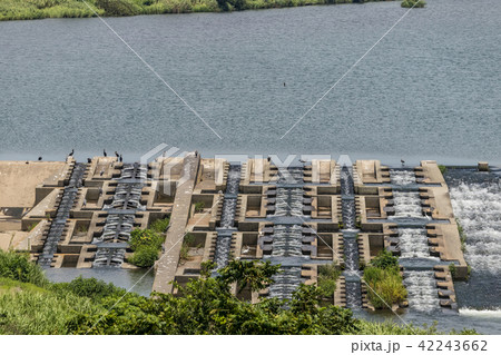 相模川の寒川取水堰の魚道 42243662