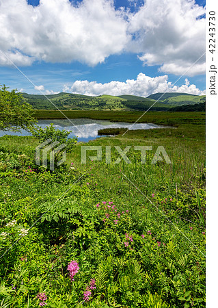 霧ヶ峰湿原 (7月 晴れ 八島ヶ原) 霧ヶ峰湿原 (7月 晴れ 八島ヶ原) 42243730
