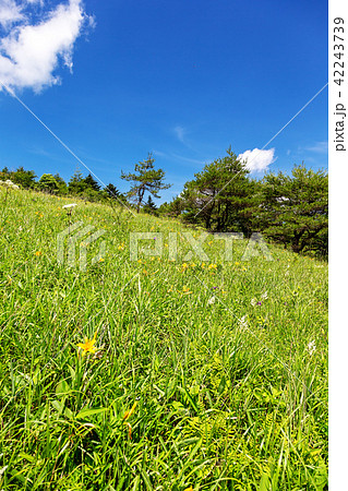 霧ヶ峰湿原　(7月　晴れ　八島ヶ原) 42243739